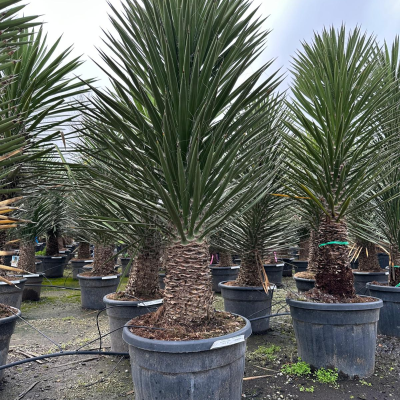 Yucca filifera "Mediterrane Eleganz für Ihren Garten"