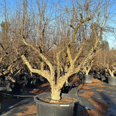 Granatapfelbaum "Punica Granatum XXL"