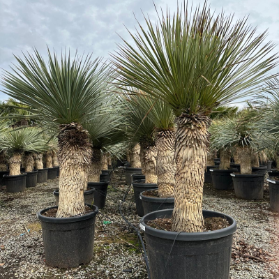 Yucca rostrata II
