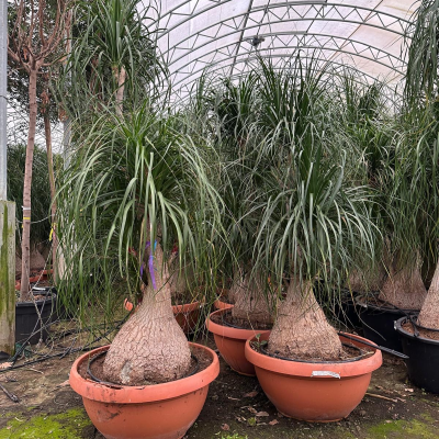 Elefantenfuss "Beaucarnea Recurvata " L