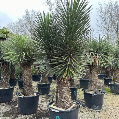 Yucca filifera multihead