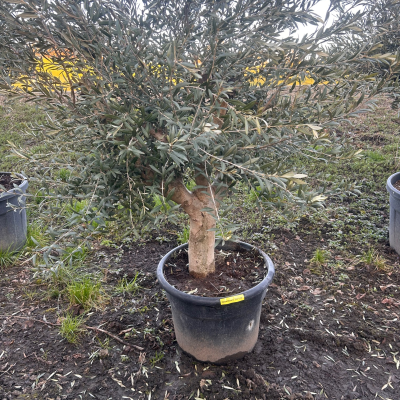 Olivenbaum "Pubertier III"