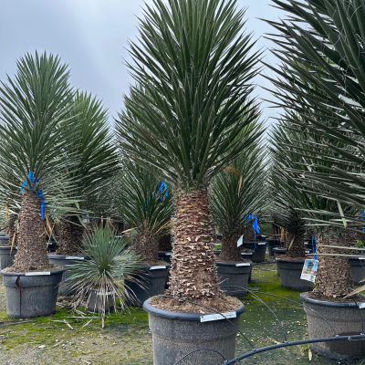 Yucca filifera "Mediterrane Eleganz für Ihren Garten"