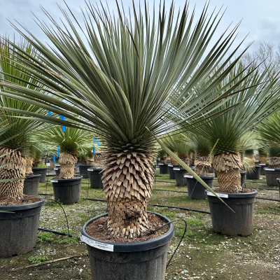 Yucca rostrata III