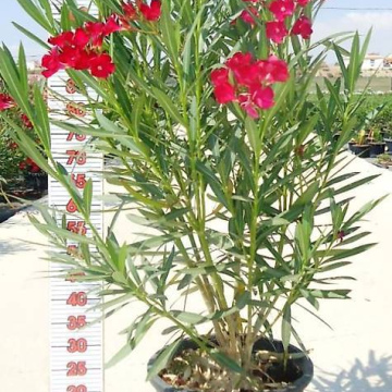 Oleander rot