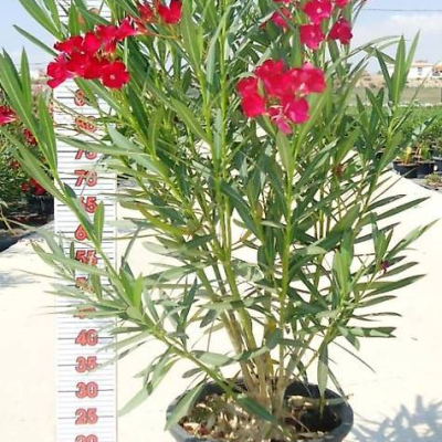 Oleander rot