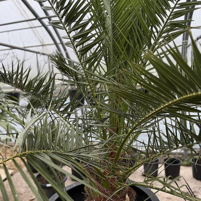 Kanarische Dattelpalme (Phoenix canariensis)