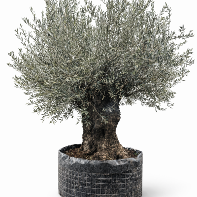Olivenbaum "Ein Baum mit Geschichte"