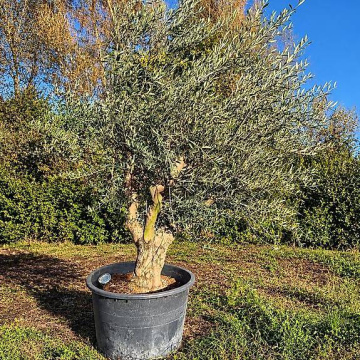 Olivenbaum 1