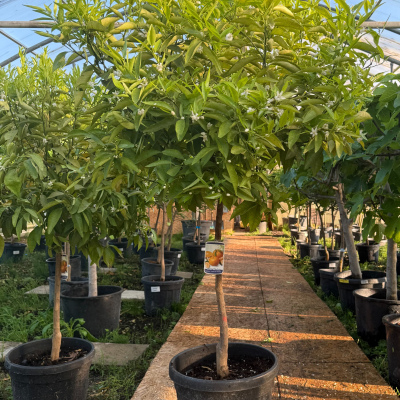 Mittelmeermandarine "Citrus Reticulata"