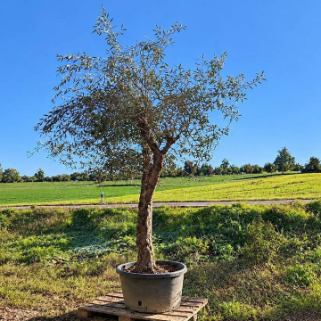 Olivenbaum 015