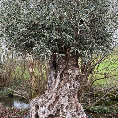 Olivenbau "Olea Europea 17"