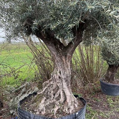 Olivenbaum "Olea Europea 16"