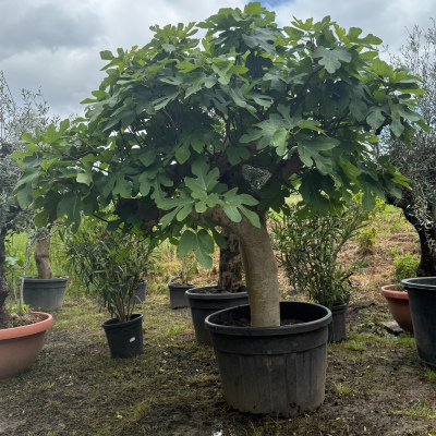 Feigenbaum "Doppelstamm I"