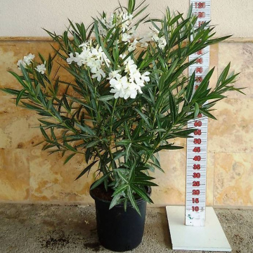 Oleander weiss