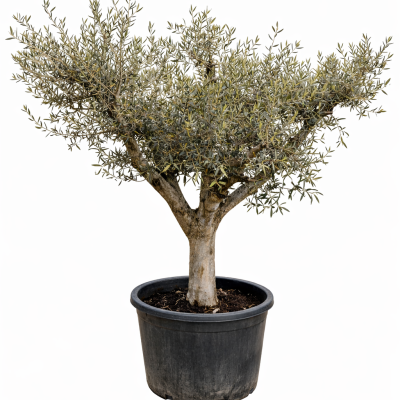 Olivenbaum "Aktion II