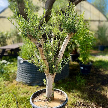 Olivenbaum 1