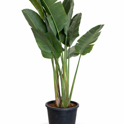 Strelitzien "Augusta" 