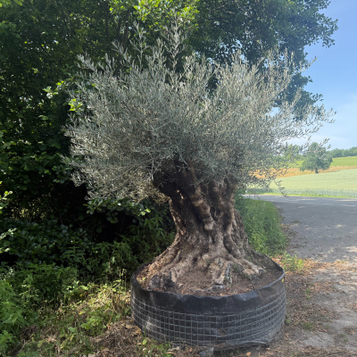 Olivenbaum "Antiker Zauber"