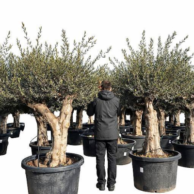 Olivenbaum younk verzweigt