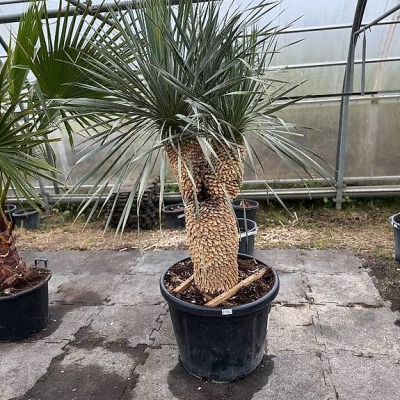 Yucca Rostrata Tronco