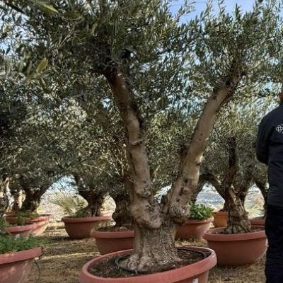  Olea Europaea Ball - Deco Pot 