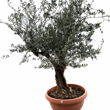 Olivenbaum in Tontopfoptik 
