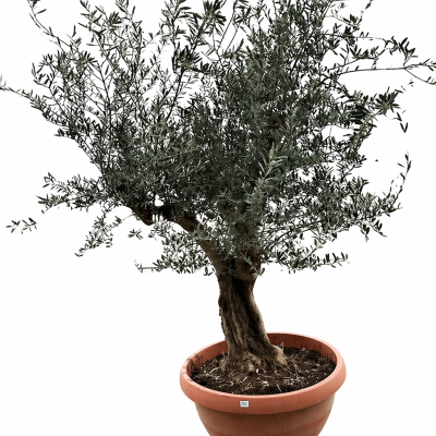 Olivenbaum in Tontopfoptik 