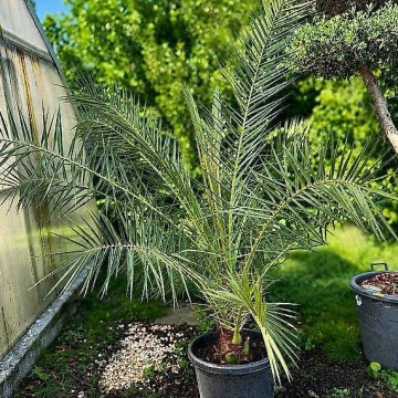 Phoenix canariensis (Kanarische Dattelpalme)