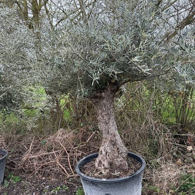 Olivenbaum "Olea Europea 10"