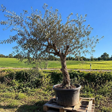 Olivenbaum 014