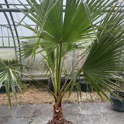 Washingtonia Robusta XL