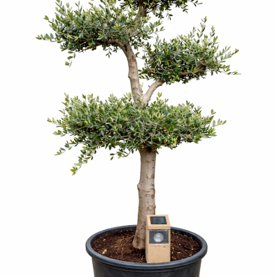 Olivenbaum "Pom-Pom" Gr.L