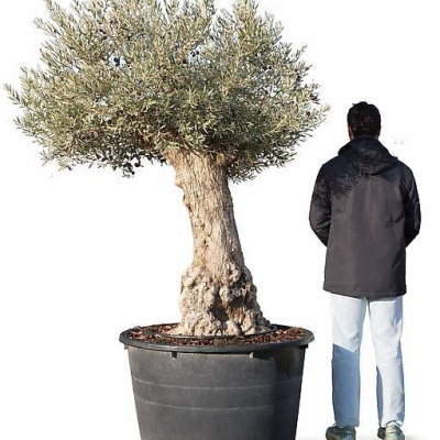 Olivenbaum OLEA EUROPAEA 60/80 230L