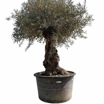 Olivenbaum 6