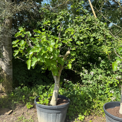 Feigenbaum Gr. XXL