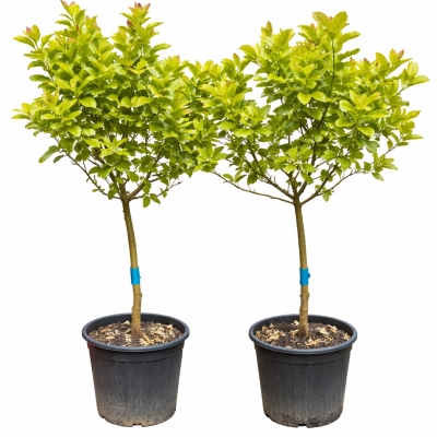 AKTION - Zitronenbaum "Citrus Volkameriana"