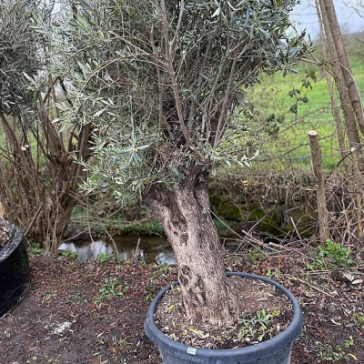 Olivenbaum "Olea Europea 16"