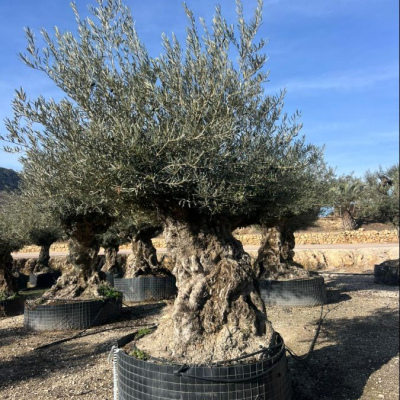 Olea Europaea Bonsai - 160/180