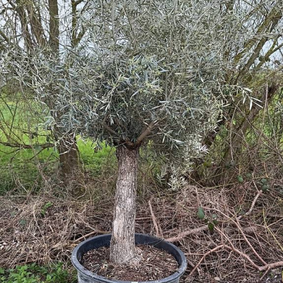 Olivenbaum "Olea Europea 11"