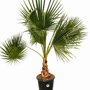 Washingtonia Robusta XL