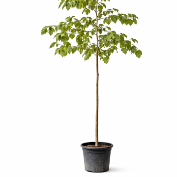 Maulbeerbaum "Morus Alba"