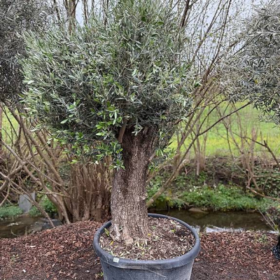 Olivenbaum "Olea Europea 19"