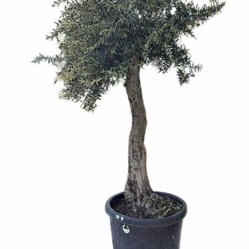 Olivenbaum 14