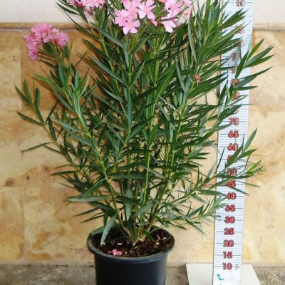 Oleander rosa