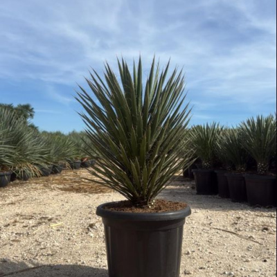 Yucca Filifera 25L