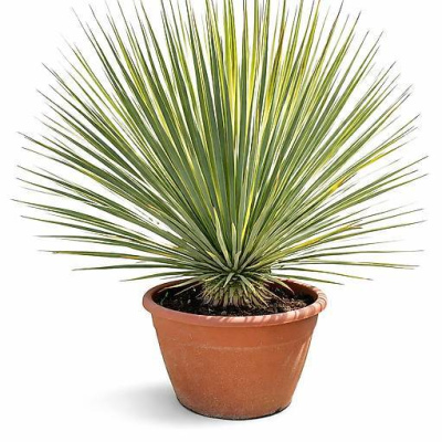 Yucca Rostrata in Bowl