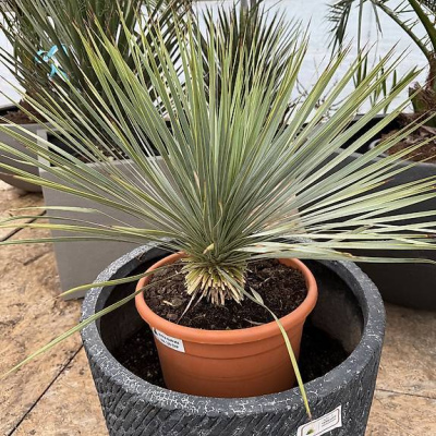 Yucca Rostrata