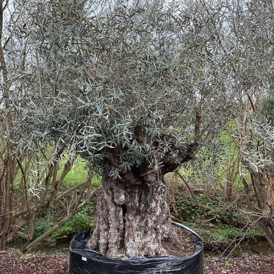 Olivenbaum "Olea Europea 18"