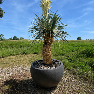 Yucca Rostrata Tronco inkl. Topf